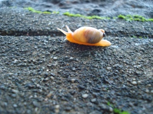 Snail pace!